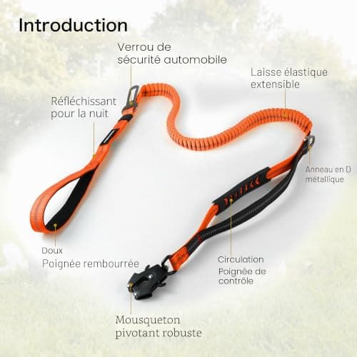 Laisse VAANNQOUU VQ-GS bungee à clip grenouille