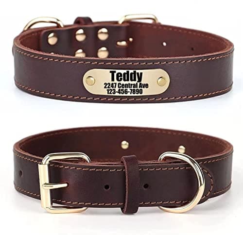 Collier cuir gravé SLZZ 2,5 cm pour chien moyen
