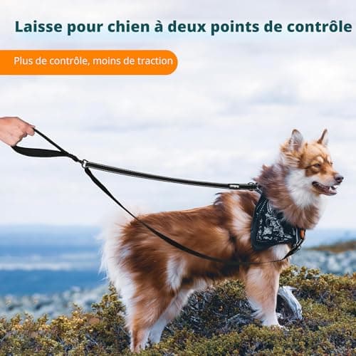 Laisse deux points PetBonus SP-PB-2PDL pour harnais